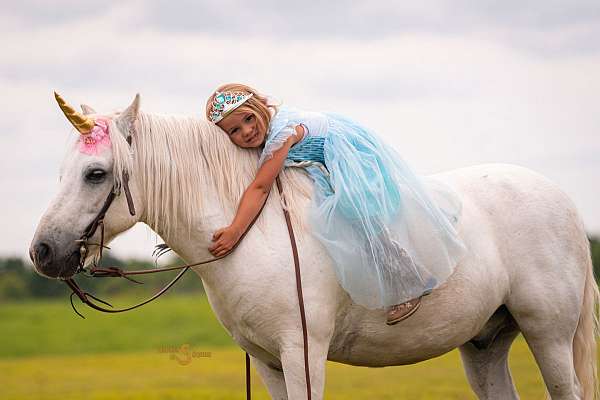 trail-welsh-pony