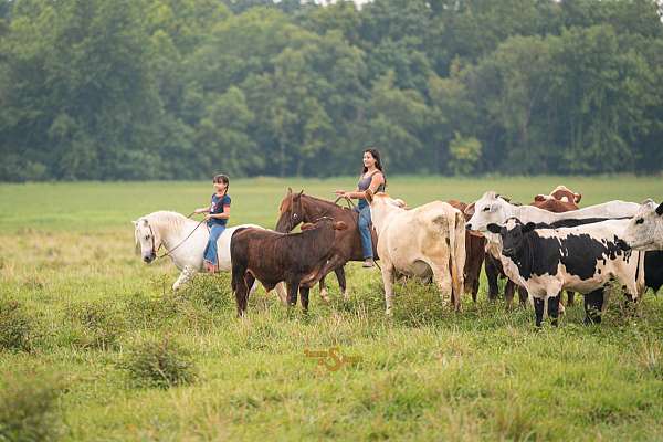 working-cattle-welsh-pony