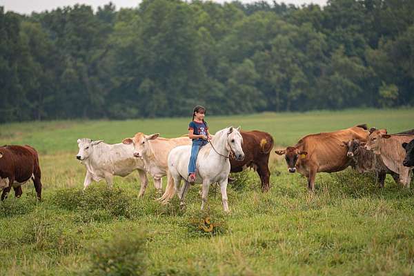 youth-welsh-pony