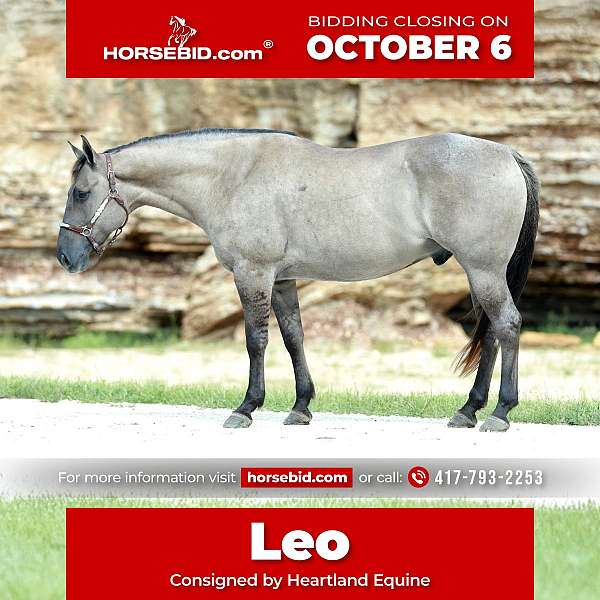 all-around-quarter-horse