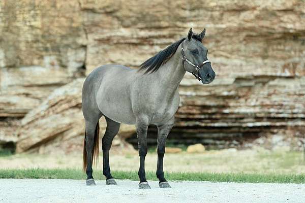 athletic-quarter-horse