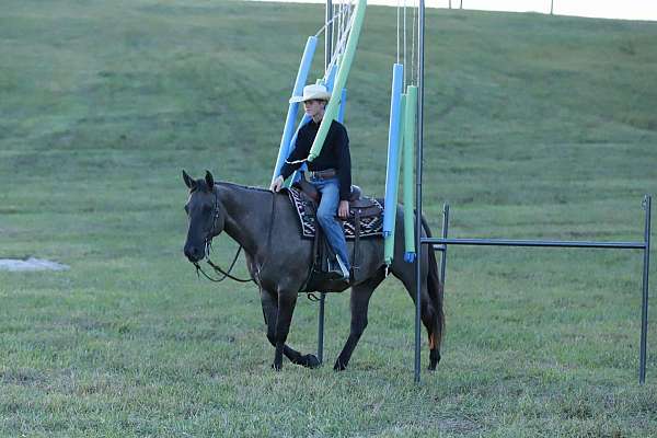 husband-safe-quarter-horse