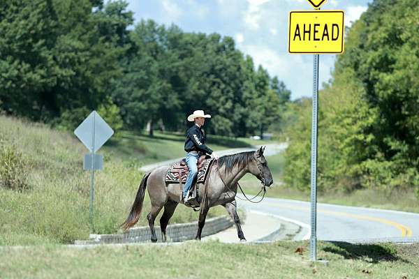 performance-quarter-horse
