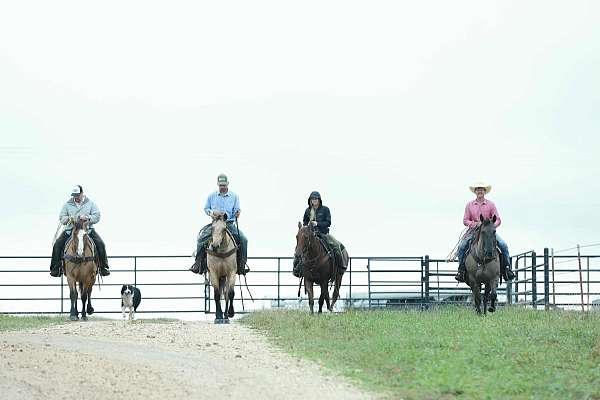 ranch-versatility-quarter-horse