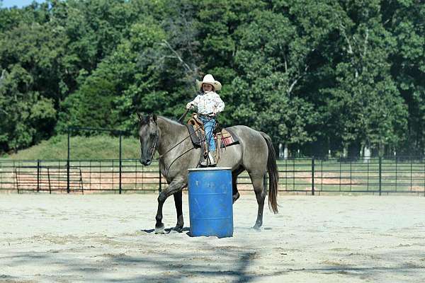 ridden-english-quarter-horse