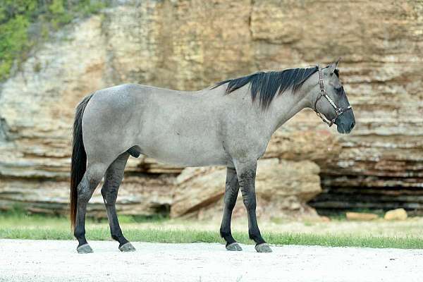ridden-western-quarter-horse