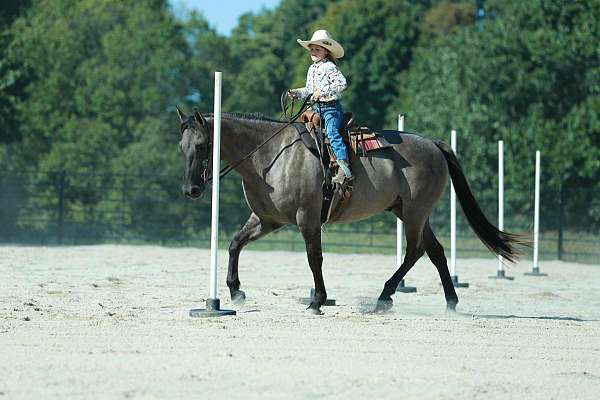 show-quarter-horse