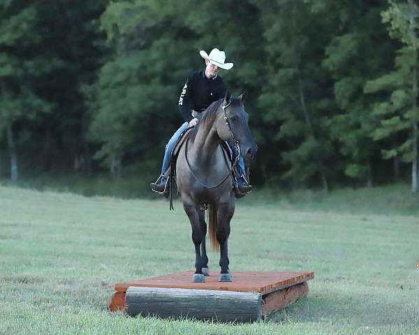 trail-quarter-horse