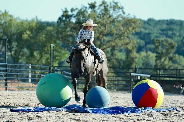 working-cattle-quarter-horse