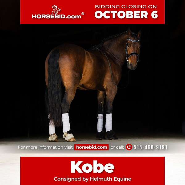 all-around-friesian-horse