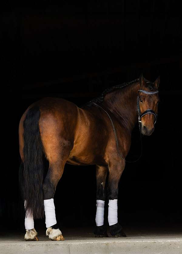 dressage-friesian-horse