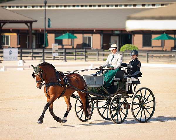 eventing-friesian-horse