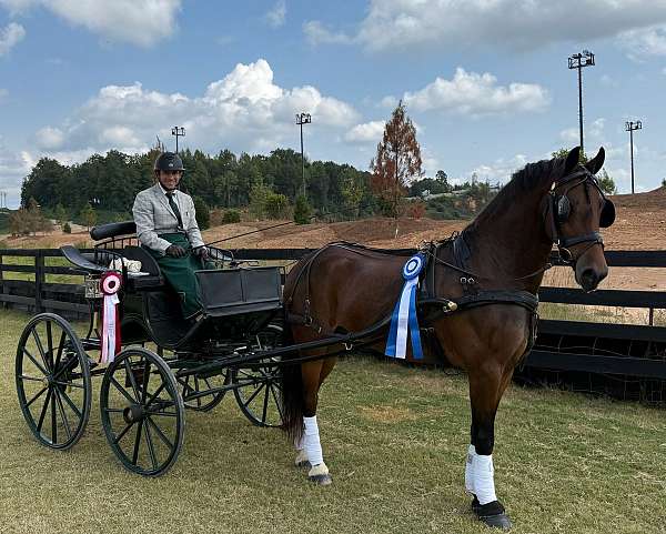 flashy-friesian-horse