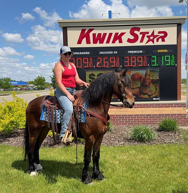 husband-safe-friesian-horse