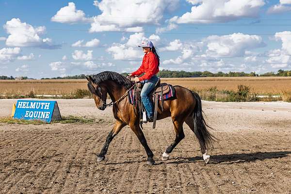 parade-friesian-horse