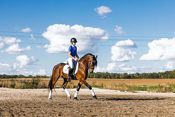 ridden-english-friesian-horse