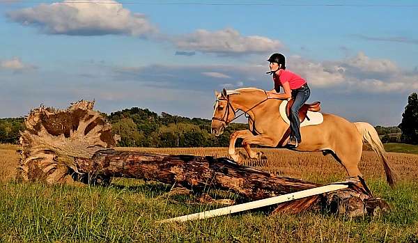 ranch-versatility-quarter-pony