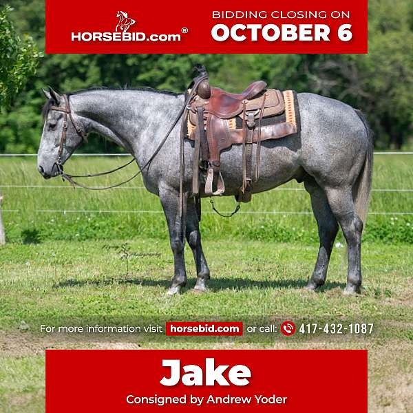 all-around-quarter-horse