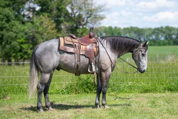 athletic-quarter-horse