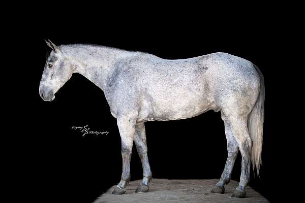 flashy-quarter-horse