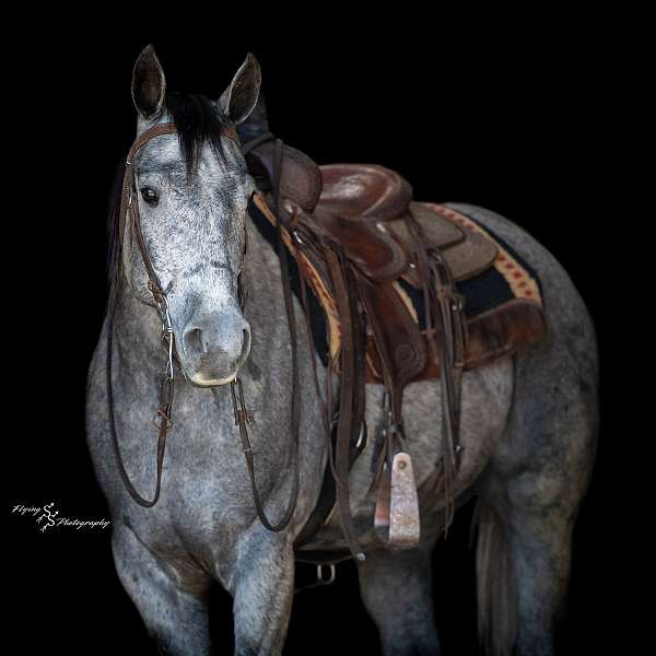 performance-quarter-horse