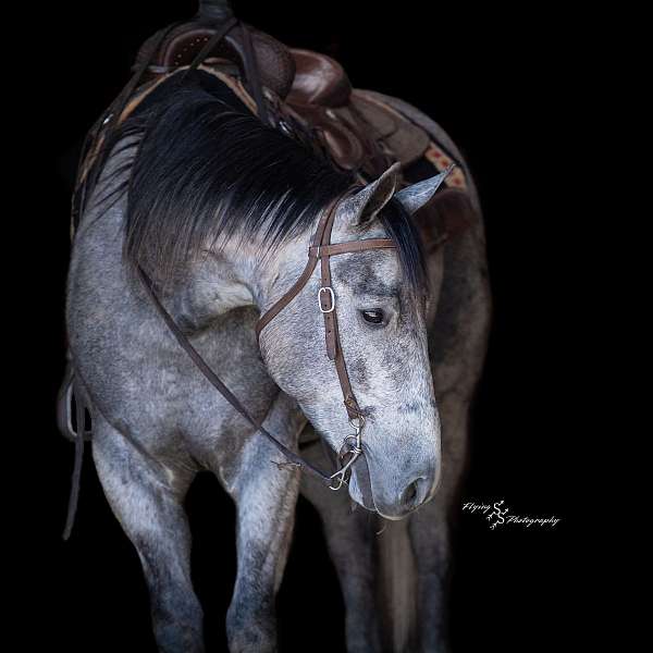 ranch-quarter-horse