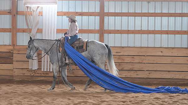 ranch-versatility-quarter-horse