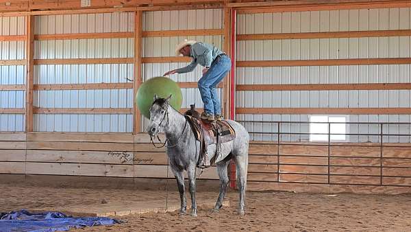 trail-quarter-horse