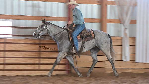 show-quarter-horse