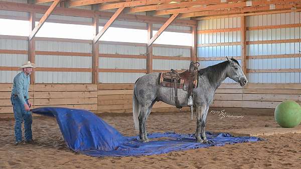 trail-riding-quarter-horse