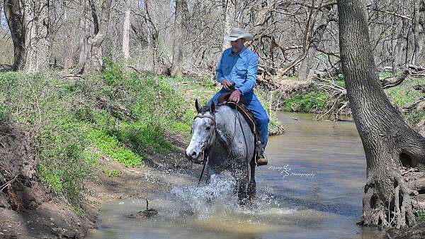 working-cattle-quarter-horse