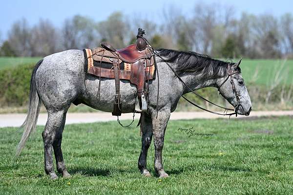 western-riding-quarter-horse