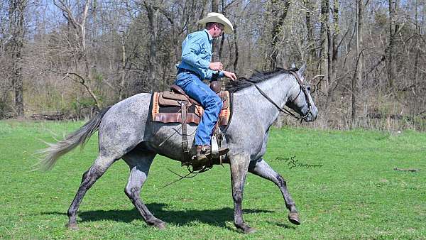 husband-safe-quarter-horse