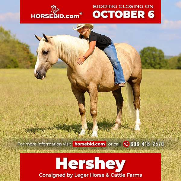 all-around-draft-horse