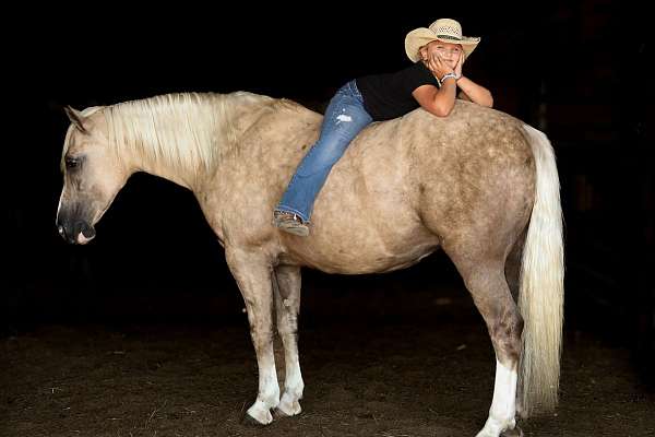dressage-draft-horse