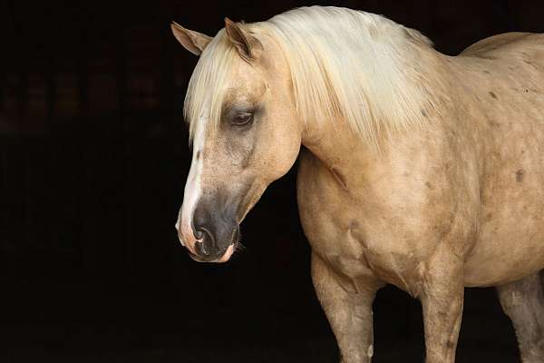 athletic-draft-horse