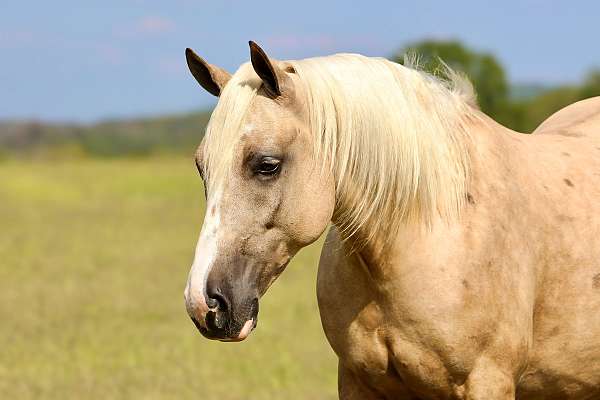flashy-draft-horse