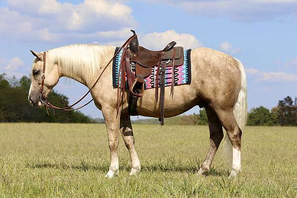 husband-safe-draft-horse