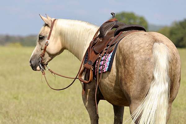 parade-draft-horse