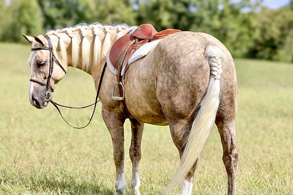 performance-draft-horse