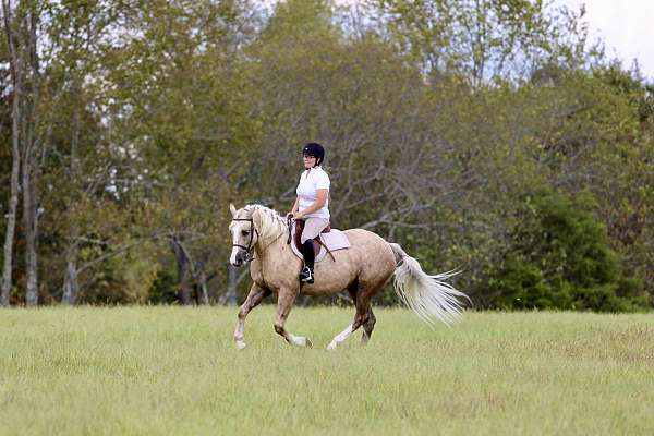 ranch-versatility-draft-horse