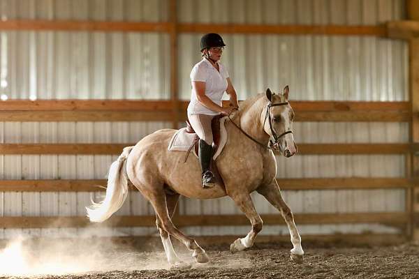 reined-cow-draft-horse
