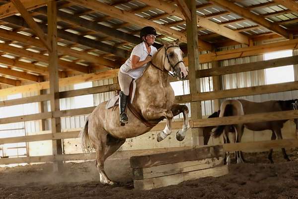 ridden-english-draft-horse