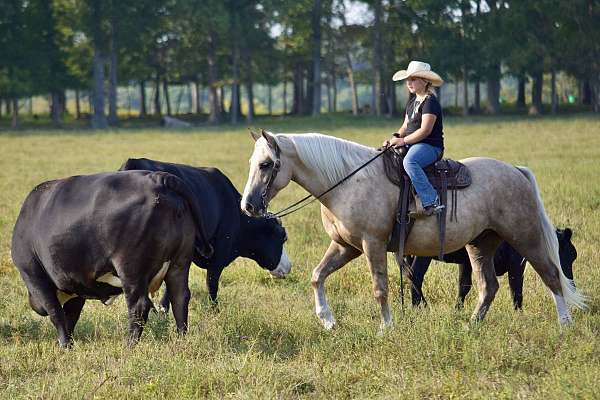 ridden-western-draft-horse