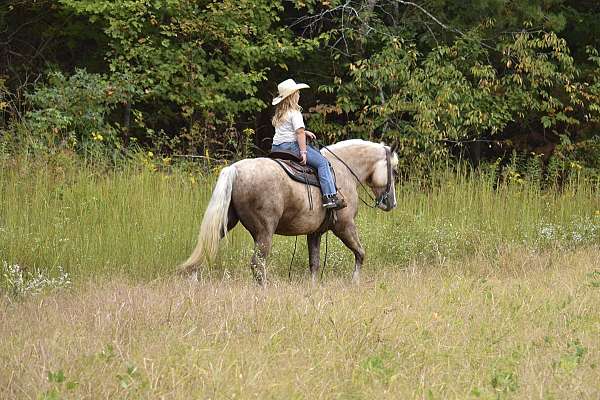 show-draft-horse