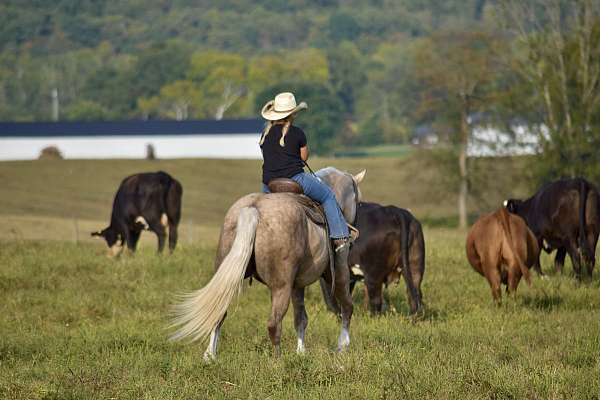 show-hack-draft-horse