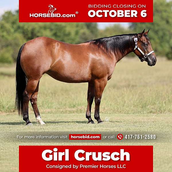 all-around-quarter-horse