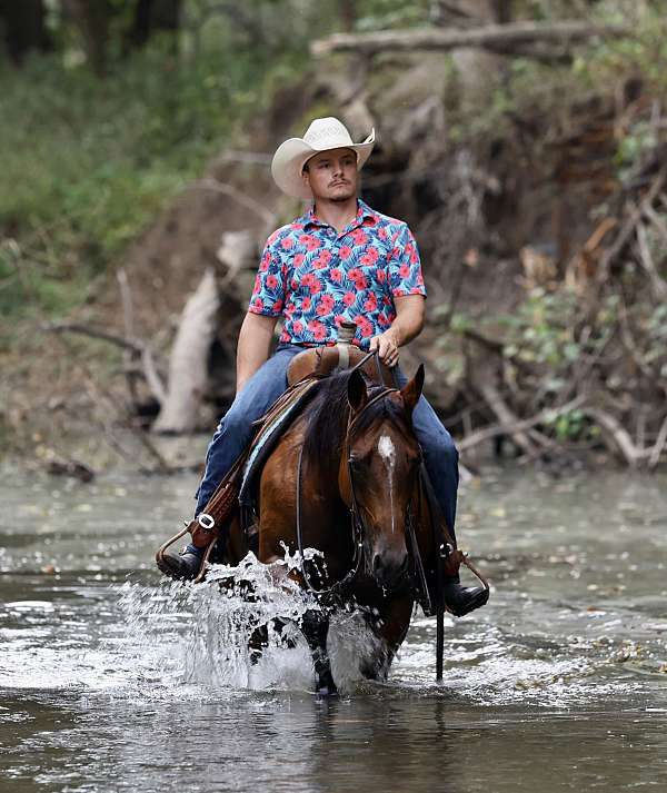 breeding-quarter-horse