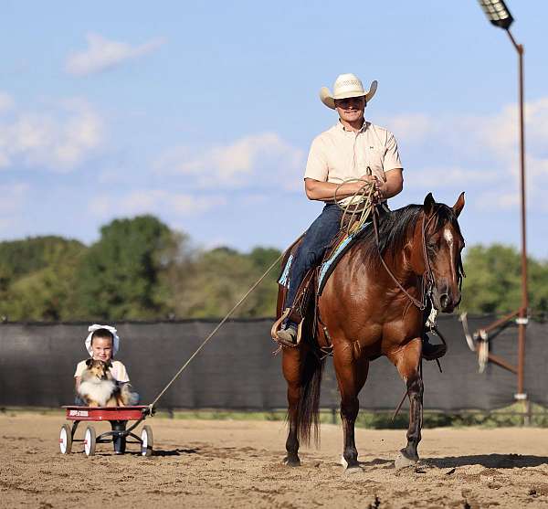 performance-quarter-horse