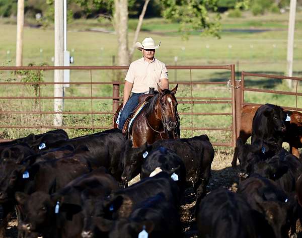 ranch-quarter-horse